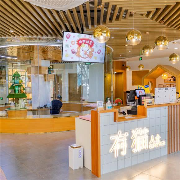 有猫人士·猫咪洗护·寄养酒店:上海城区静安区大宁地区附近
