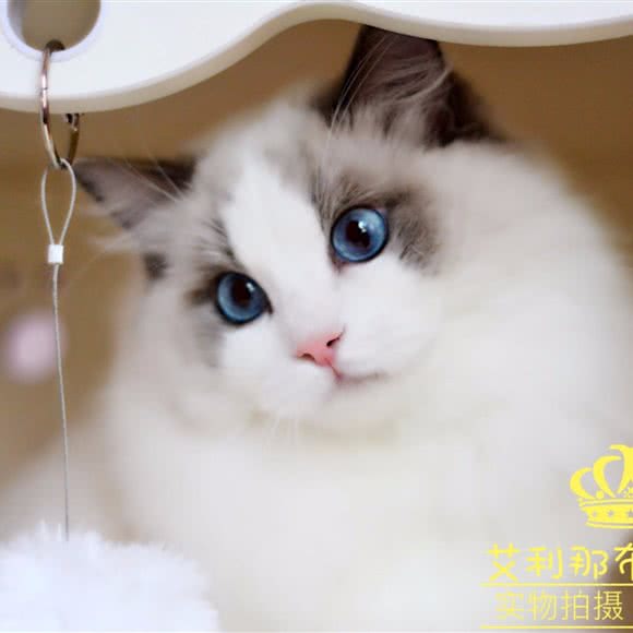 艾利那布偶猫舍:上海城区静安区大宁地区附近