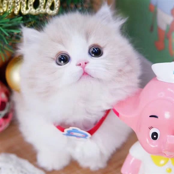 BAST SALLY国际赛级cfa猫舍·美短加菲曼基康拿破仑专卖:上海城区静安区同乐坊/江宁路附近