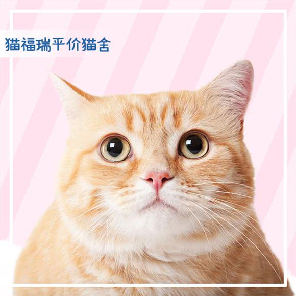 猫福瑞猫舍(中关村店):北京城区海淀区中关村附近