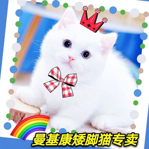 麒麟·曼基康矮脚猫舍·缅因猫德文专卖:上海城区静安区同乐坊/江宁路附近