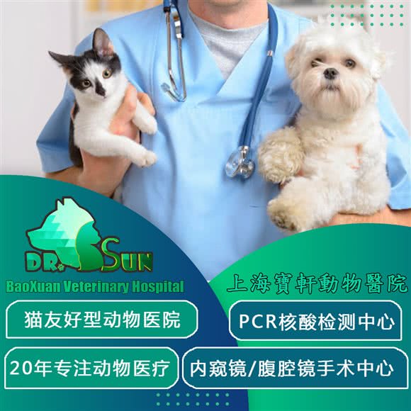 爱轩动物医院犬猫异宠专科骨科内视镜专科:上海城区静安区西藏北路/中兴路附近