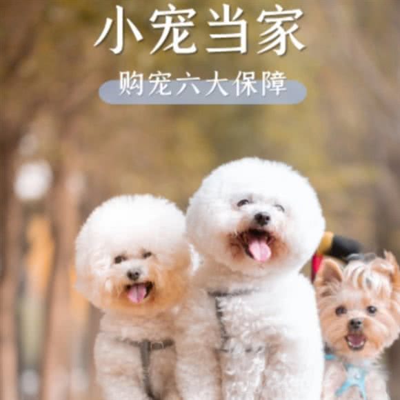 小宠当家?猫狗专卖(静安店):上海城区静安区彭浦镇附近