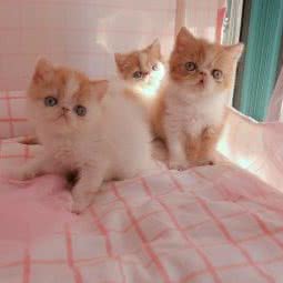 梵萌猫舍·加菲猫布偶猫金渐层:上海城区普陀区长寿路附近