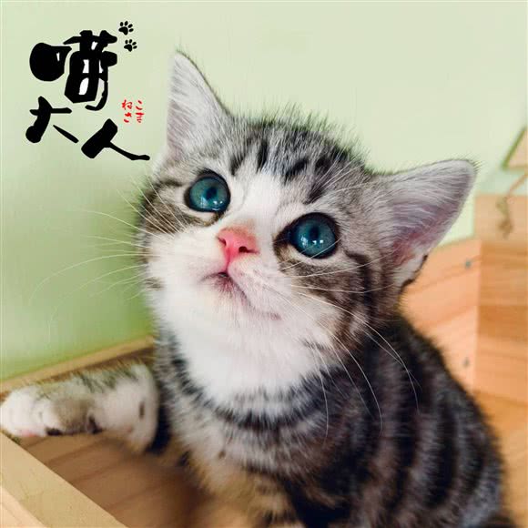 喵大人·撸猫馆·CFA猫舍(普陀店):上海城区普陀区月星环球港附近