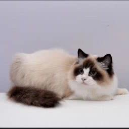 猩猩宠物馆:上海城区普陀区中山北路/甘泉地区附近