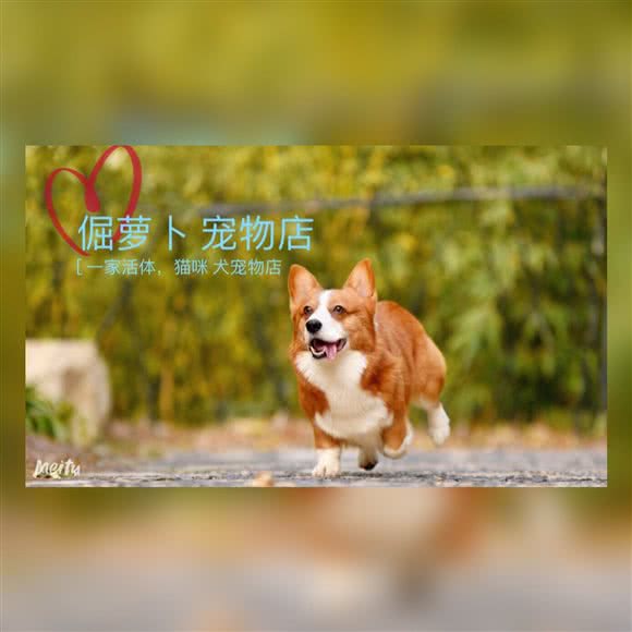 倔萝卜宠物连锁机构:上海城区普陀区中山北路/甘泉地区附近