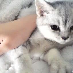 彩虹布娃娃猫舍:上海城区普陀区大华地区附近