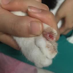 旺迪宠物:上海城区普陀区长风公园/华师大附近