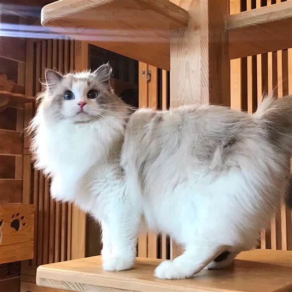 Kimi猫舍·猫咪活体售卖:上海城区普陀区武宁地区附近