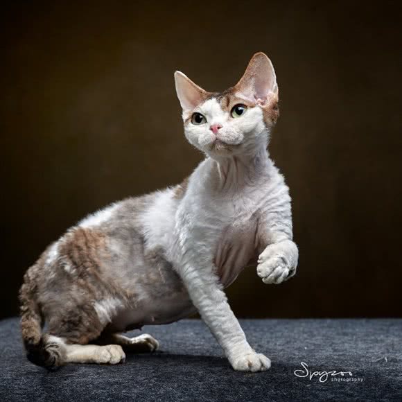洛卡宠物·撸猫馆·纯种猫·猫舍:上海城区普陀区武宁地区附近