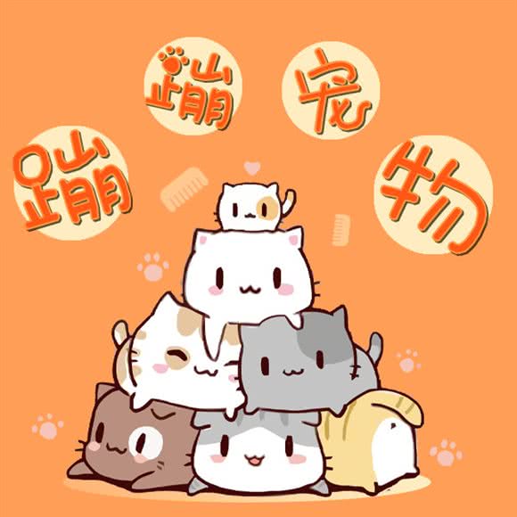Boom Pet Shop 蹦蹦宠物:上海城区普陀区真如附近