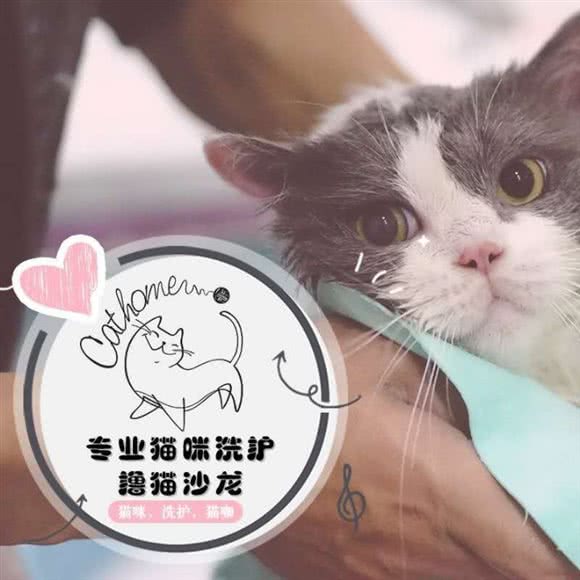 Cat home专业猫咪洗护·撸猫沙龙:上海城区普陀区真如附近