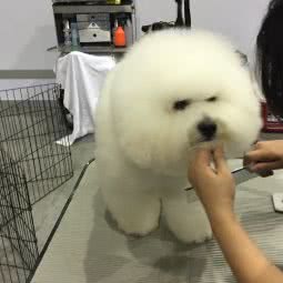 彬彬宠物店:上海城区普陀区真如附近