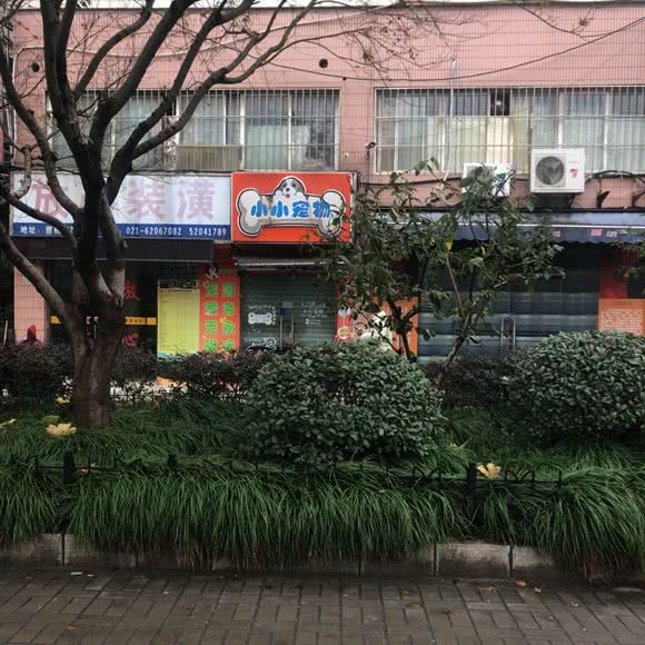 小小宠物:上海城区普陀区桃浦附近