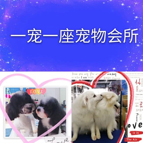 一宠几座宠物会所:上海城区虹口区虹口足球场/鲁迅公园附近