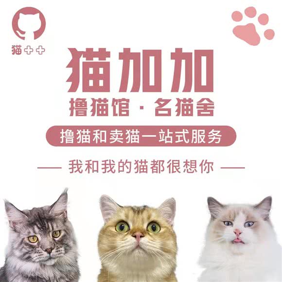 猫加加·撸猫馆·名猫舍(虹口店):上海城区虹口区虹口足球场/鲁迅公园附近