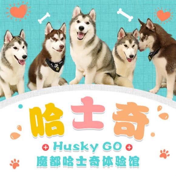 Husky go！哈士奇体验馆:上海城区虹口区虹口足球场/鲁迅公园附近