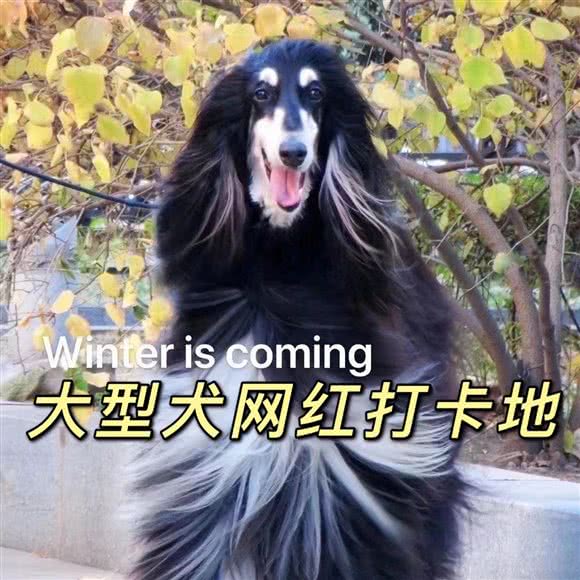 Winter is coming大型视觉猎犬馆:上海城区虹口区虹口足球场/鲁迅公园附近