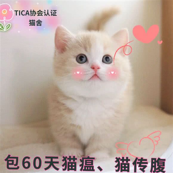 猫咪花园·拿破仑曼基康矮脚·猫舍:上海城区虹口区北外滩/外白渡桥附近