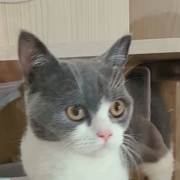 PETKIT小佩宠物(同丰店):上海城区虹口区凉城/江湾镇附近