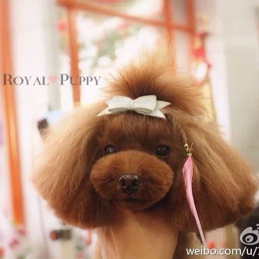 Royal Puppy 名萌汪族:上海城区杨浦区五角场/大学区附近