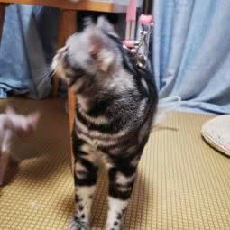 悠然猫舍 猫咖 家庭宠物寄养:上海城区杨浦区五角场/大学区附近