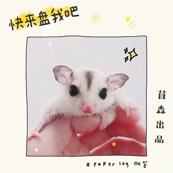 Mossn苜森萌宠花园·撸宠·洗澡·寄养:上海城区杨浦区五角场/大学区附近