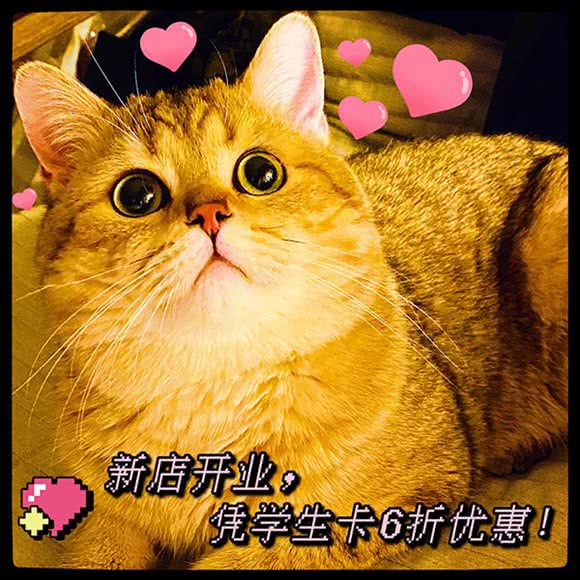 合并同类项·CAT CLUB·猫咖·金渐层·曼基康矮脚·猫舍:上海城区杨浦区五角场/大学区附近