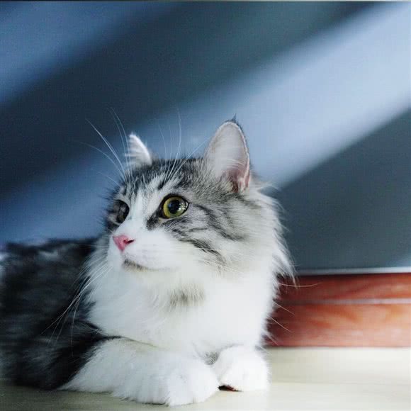 此地无猫三百只·高端宠物洗护·活体售卖:上海城区杨浦区五角场/大学区附近