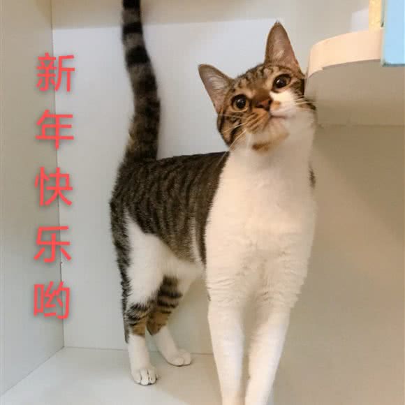 喵窝·猫咪寄养别墅:上海城区杨浦区五角场/大学区附近