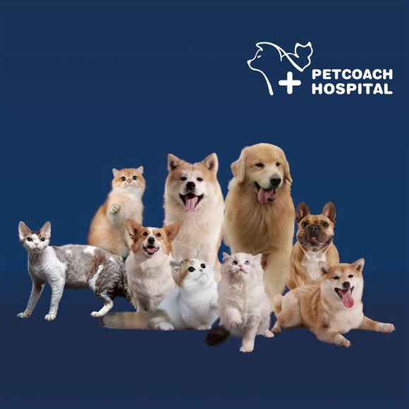 PETCOACH佩驰宠物诊疗中心:上海城区杨浦区中原地区附近
