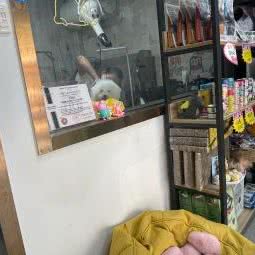 啵啵宠物狗:上海城区杨浦区黄兴公园附近