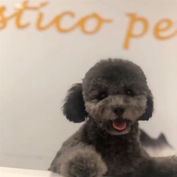 多迈仕宠物:上海城区杨浦区黄兴公园附近