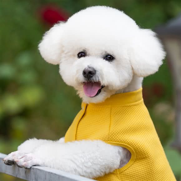 宠物摄像摄影美容-Dog Li Sir(国伟路店):上海城区杨浦区新江湾城附近
