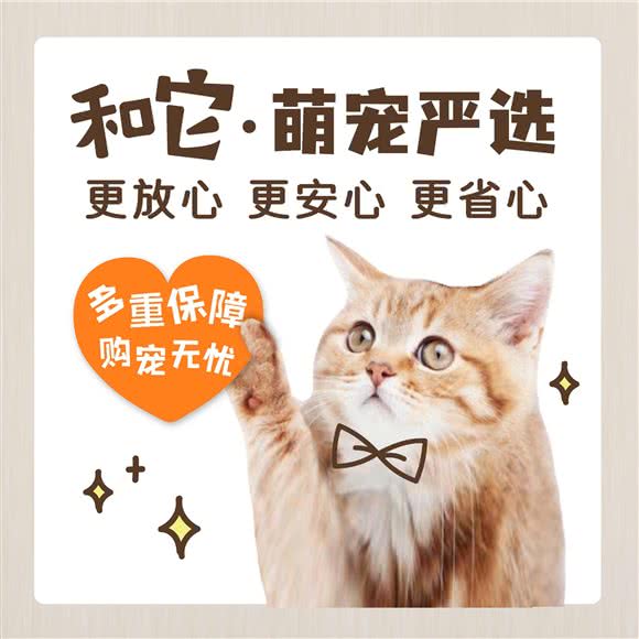 和它·萌宠购买严选平台:上海城区闵行区虹桥镇附近
