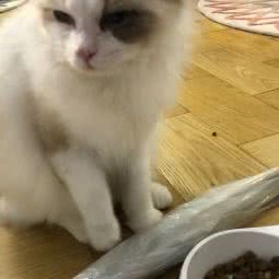 HELLO MIMI名猫馆:上海城区闵行区虹桥镇附近