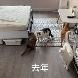 橘子派喂猫:上海城区闵行区虹桥镇附近
