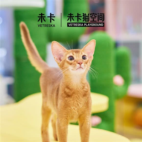 未卡猫空间(虹桥天地店):上海城区闵行区虹桥枢纽附近