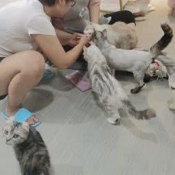 从前有只猫.撸猫(莘庄南广场店):上海城区闵行区莘庄附近
