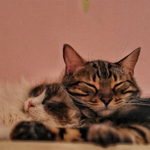 猫宁哈尼猫·萌宠严选:上海城区闵行区莘庄附近