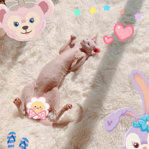 兰迪猫舍专业繁殖出售名犬名猫:上海城区闵行区莘庄附近