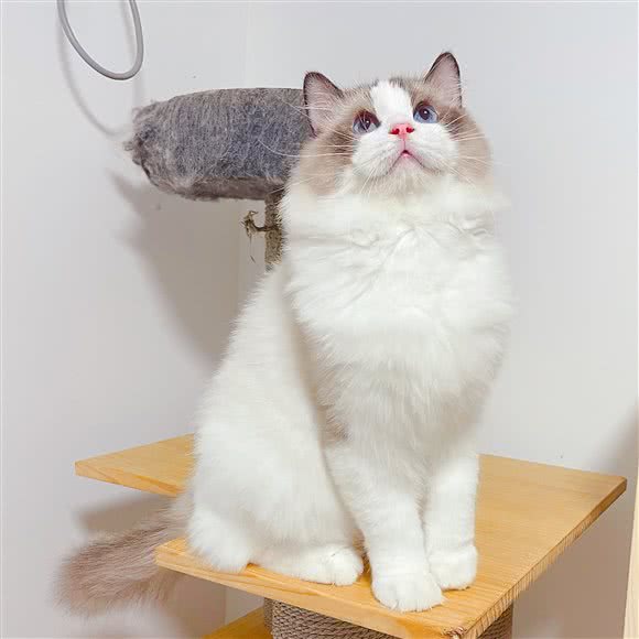 拼猫猫·英短金渐层·布偶猫舍(七宝万科店):上海城区闵行区七宝附近