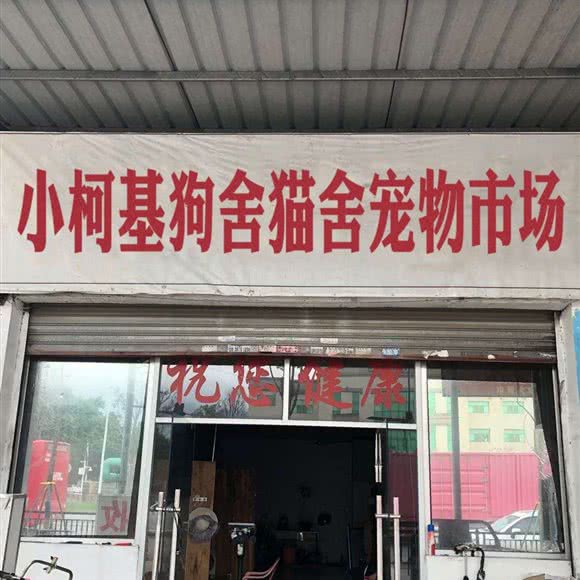 小柯基狗舍猫舍宠物市场:北京城区西城区宣武门附近