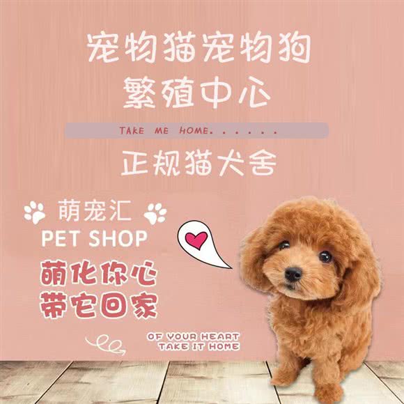 萌宠汇·猫狗专卖精品店:上海城区闵行区七宝附近