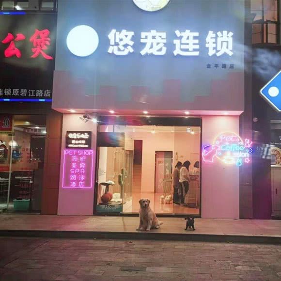 悠宠连锁萌宠专卖?撸猫城堡(金平路店):上海城区闵行区老闵行/交大师大附近