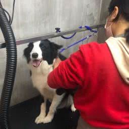 PETKIT小佩宠物(龙茗店):上海城区闵行区莲花路/南方商城附近