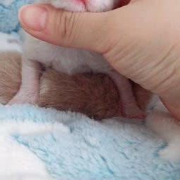 eximiousrexdoll猫舍:上海城区闵行区浦江镇附近