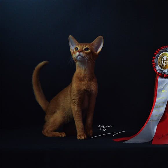 柒乐·阿比西尼亚索马里·猫舍:上海城区闵行区浦江镇附近