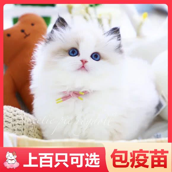 小猫家长(闵行店):上海城区闵行区浦江镇附近